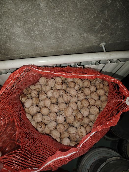 Орехи грецкие свежие