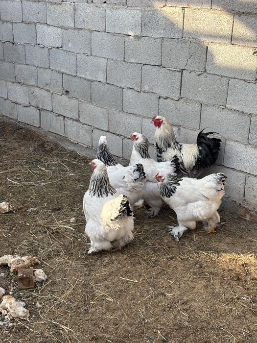 Продам курей светлый брама
