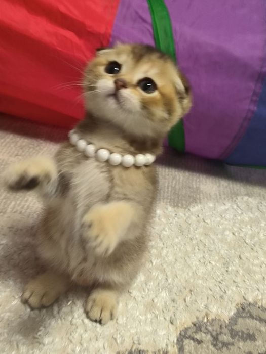 Чистокровные малыши от правильной вязки