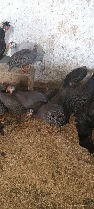 Продавам млади токачки