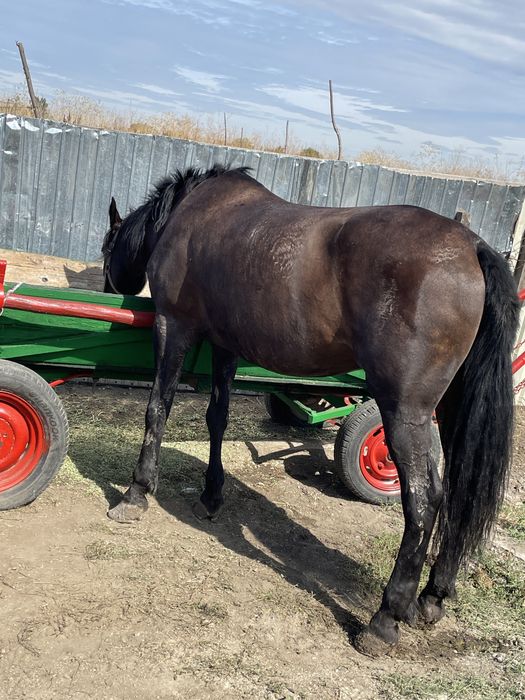 Vand sau schimb iapa de 8ani fac orce proba la fata locului