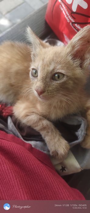 Рыжик котенок возраст 2мес