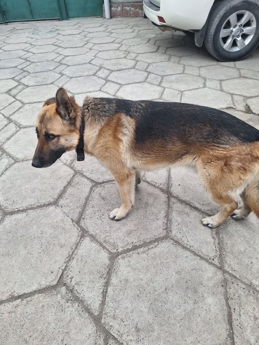 Овчарка , пацан 1,8 года