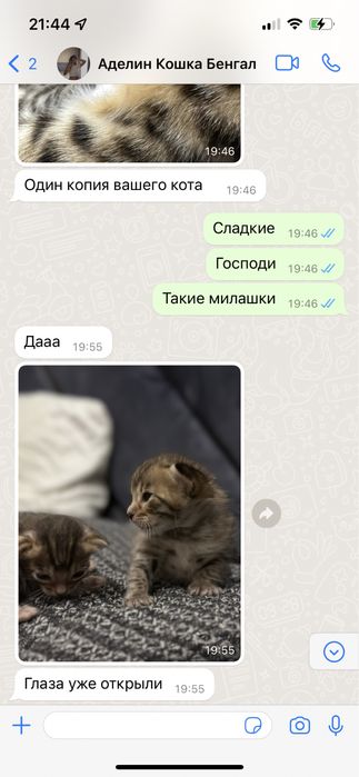 бенгальский кот на вязку