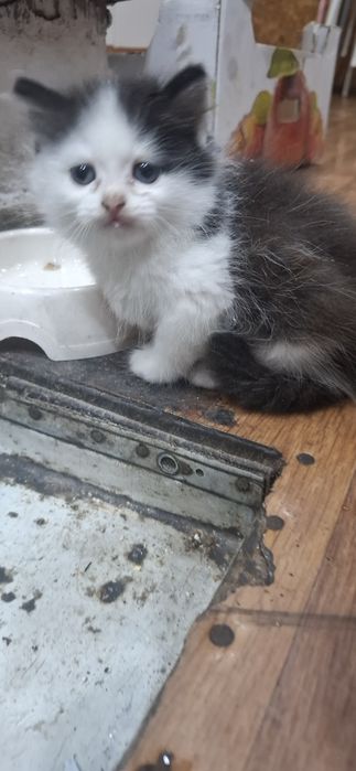Отдам котят в добрые руки