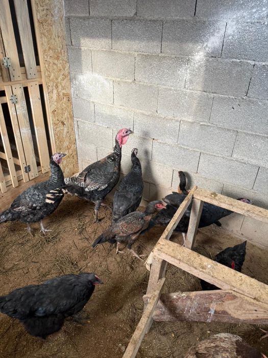 Индюк домашний продам