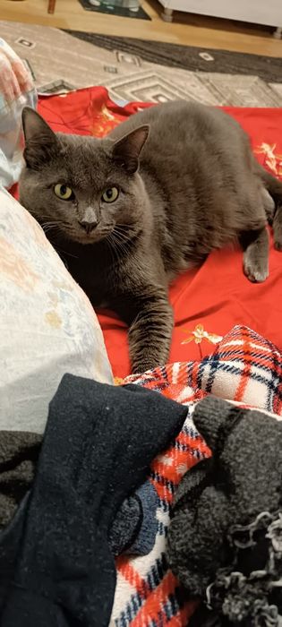 Пропал кот Хвостик