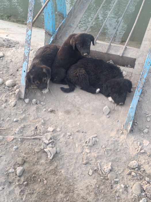 kuchuk bolalari boqaman deganlar uchun