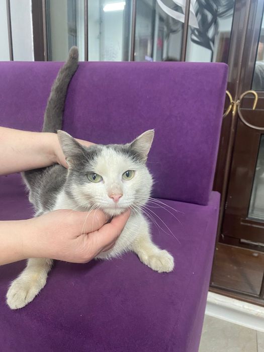 Котика в добрые руки