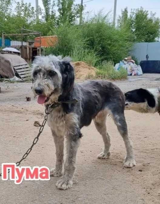 Дарю в добрые и ответственные руки