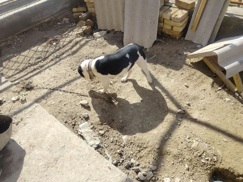 Собаки в добрые руки/Yaxshi qo‘llarga itlar beriladi!