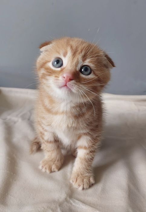 Вислоухий котёнок мальчик