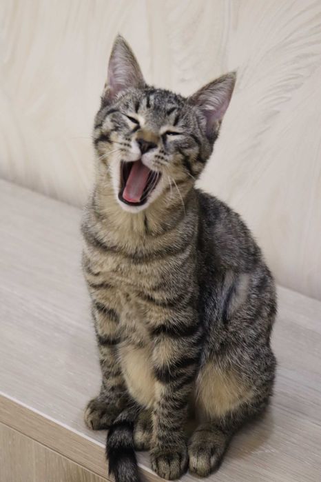 девочки mouth Девочки сестрички любящем хозяевам: 400 000 so'm - Mushuklar Toshkent на Olx