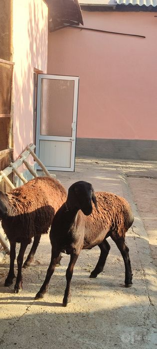 yetuk boğoz qoy va yosh urğochi qozila sotiladi