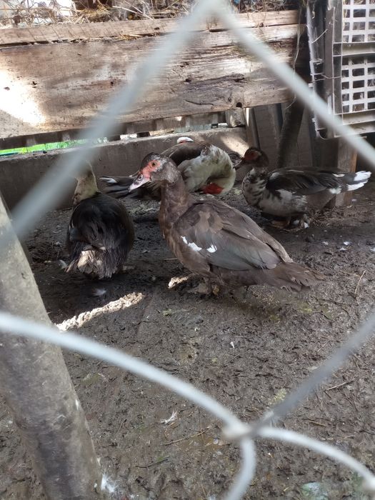 Vând rate mute lesesti