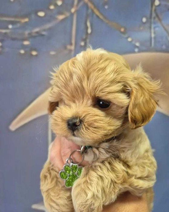 Кученце F1 Toy Maltipoo