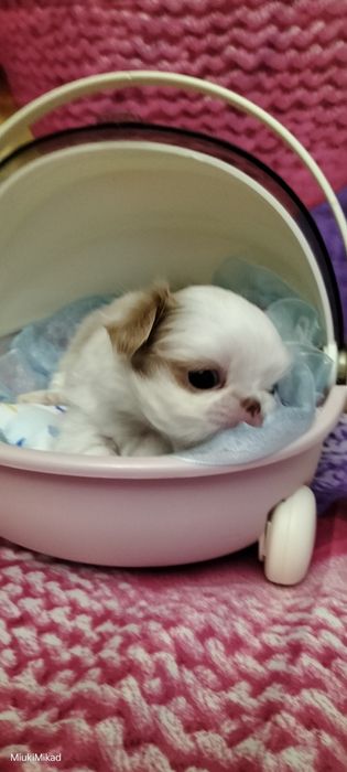 Мальчик японского хина.