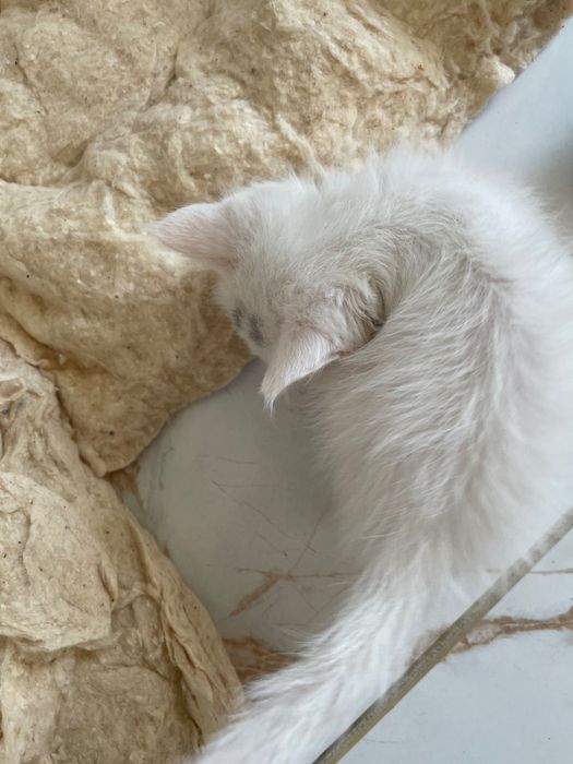 Котенок маленький бесплатно