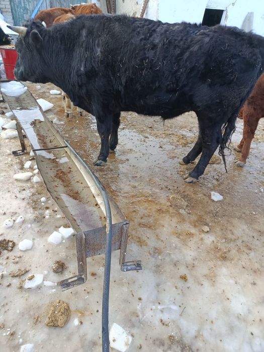 Продам быка на согум