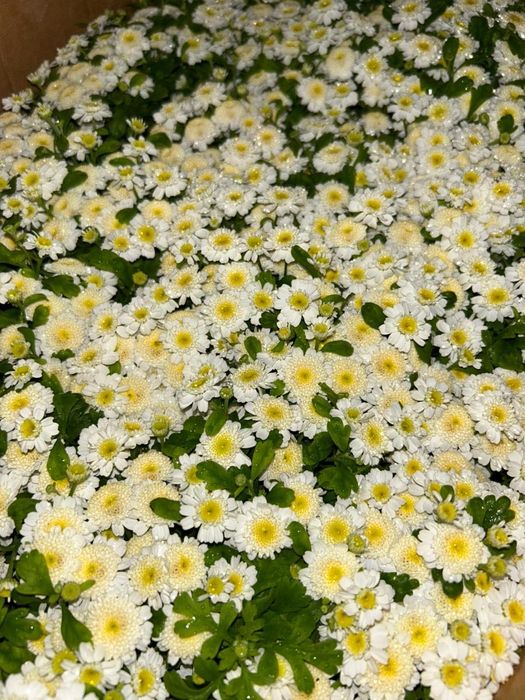 Рассада петунии и бархатцев