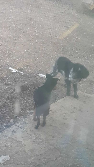 Спаниель  5айлық