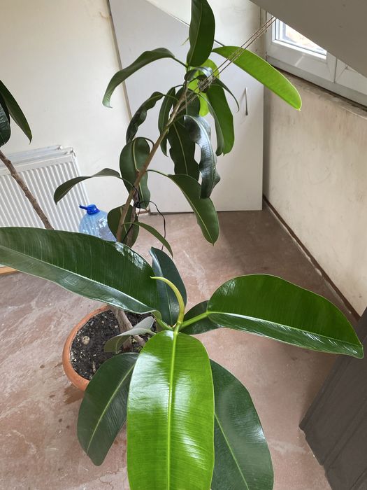 Ficus natural mare
