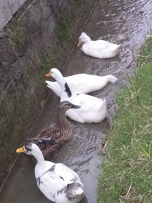 Oua de rata pentru incubat sau consum