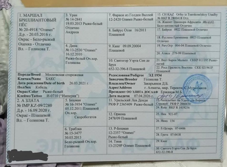 Московская сторежевая, девочка