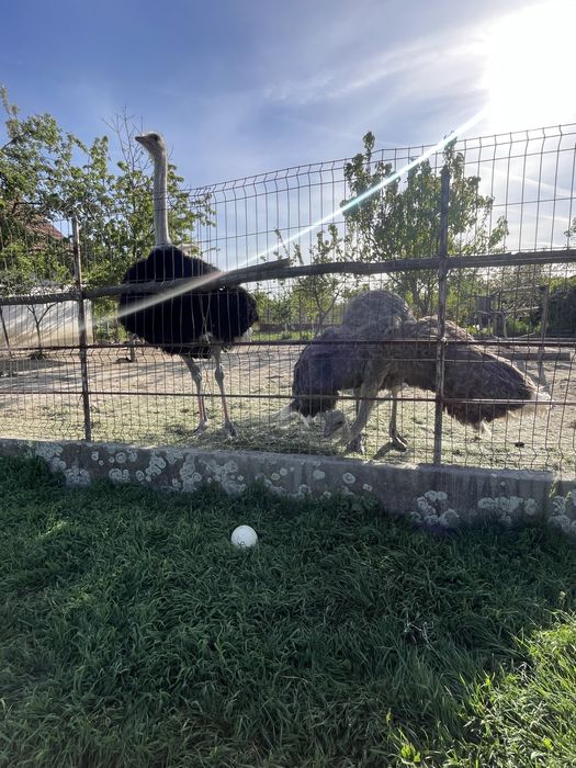 Familie de struti ouatoare