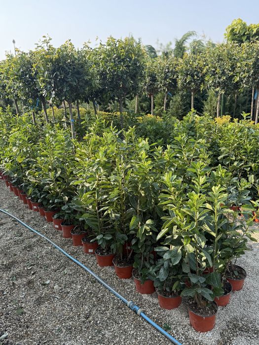 Vand prunus laurocerasus(laur englezesc)
