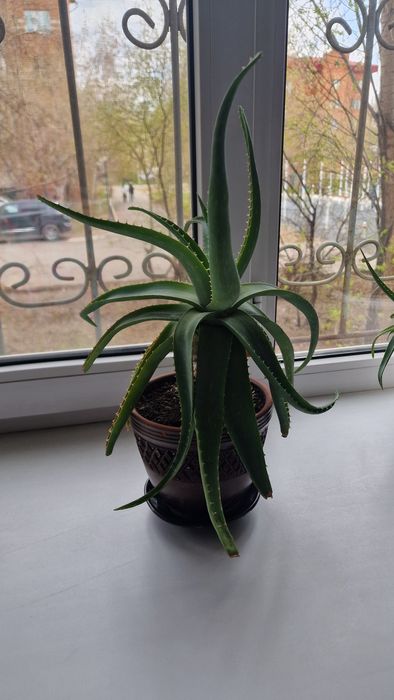 Продам комнатные цветы АЛОЭ