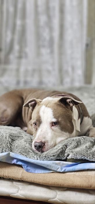 Профессиональная передержка