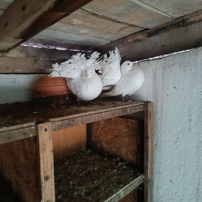 Porumbei voltați albi linie veche originala