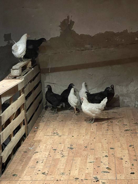 Продам кур несушек