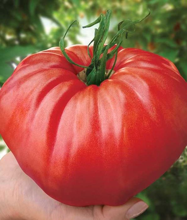 6 сорта семена домати за 10 лева(5.11 евро)