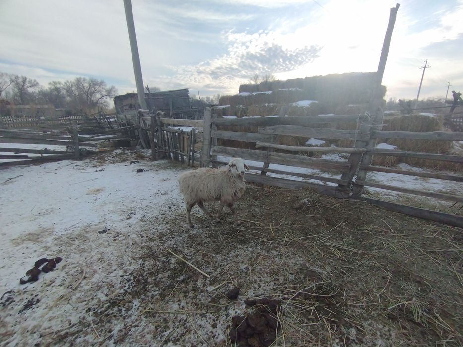 Қозы кепілдікпен