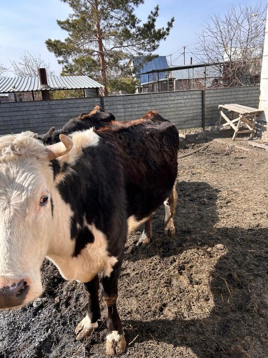 Сүтті сиыр сатылады