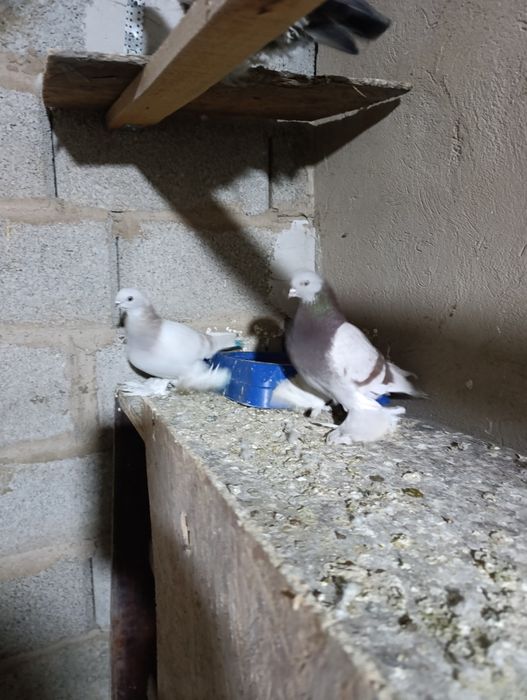 Голубей пара гребля