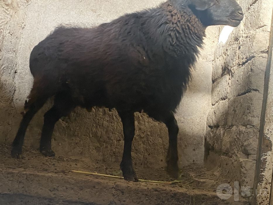 Tuyga suyishga chotki quchqor sotiladi