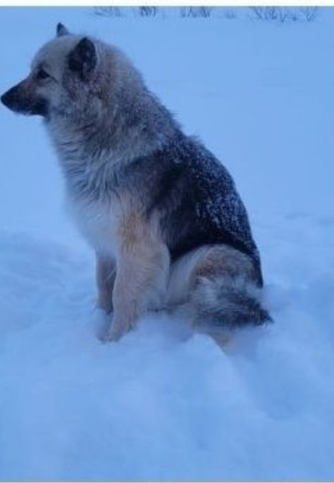 Отдам щенка в хорошие руки