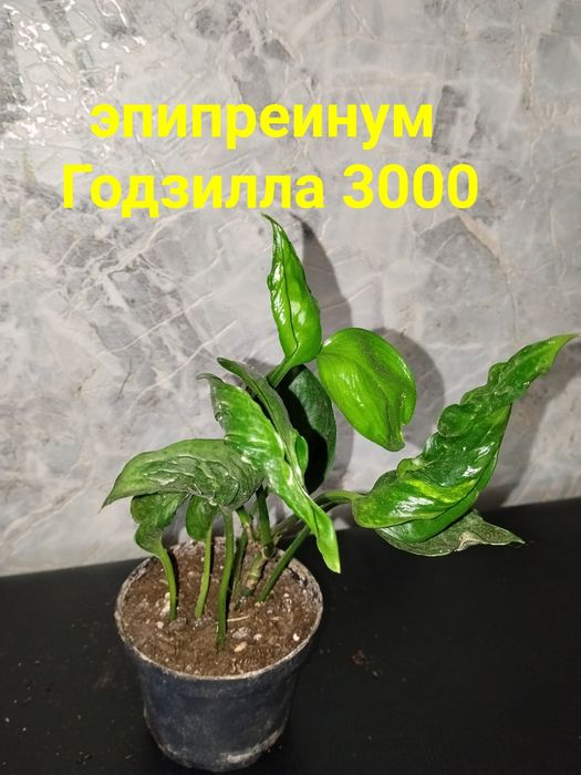 Комнатные  цветы