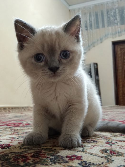Mushuk bolasi sotiladi