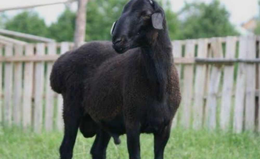 Qo'y Qochqorlar bor