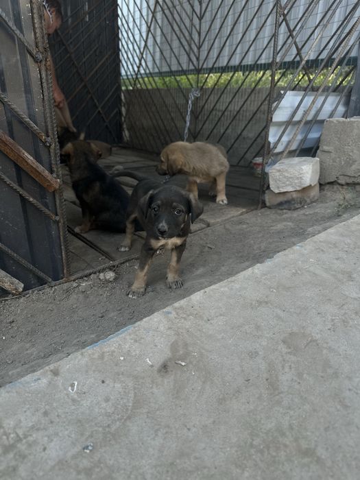 Щенки девочки в добрые руки