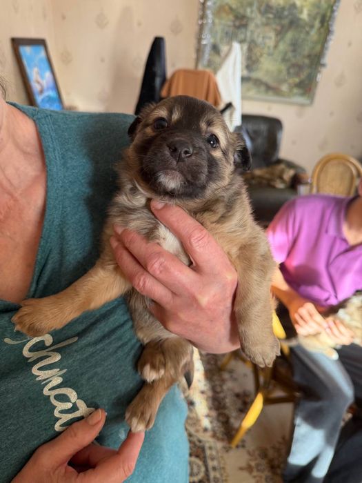 Ищут дом очаровательные щенки