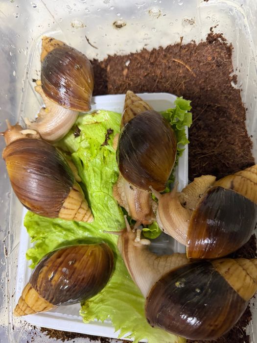 Ulitka sotiladi har xil turda har xil razmerda