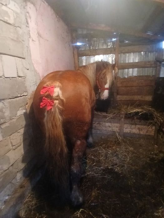 Mânz de 3 ani de vânzare