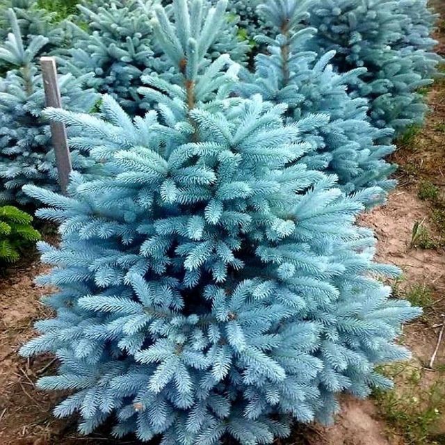 Gazon Archa Gullar Landshaft Dizayn