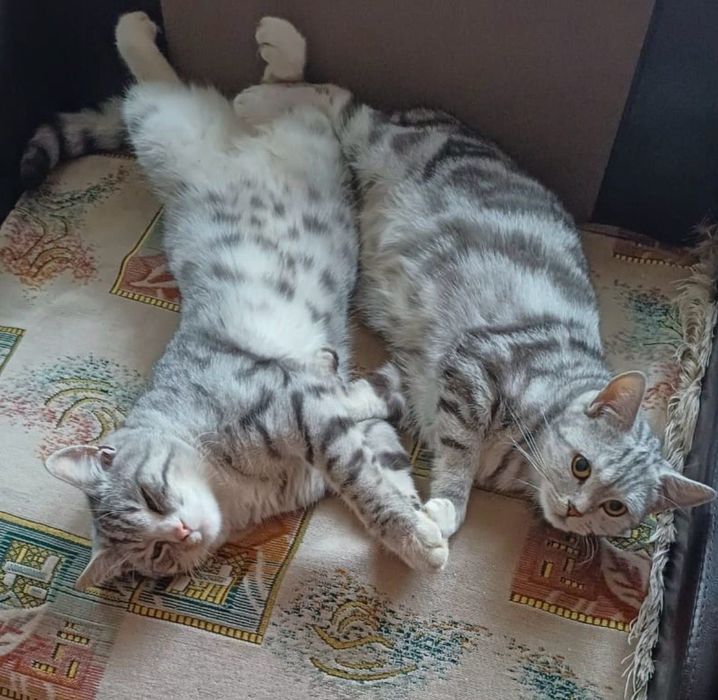 Продаются британские котята
