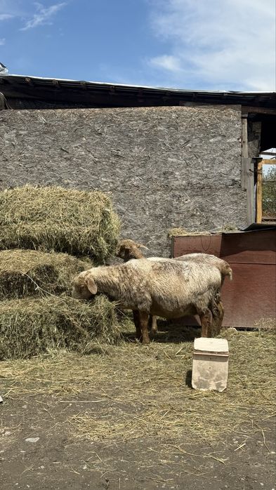 Продам трёх маток котные!